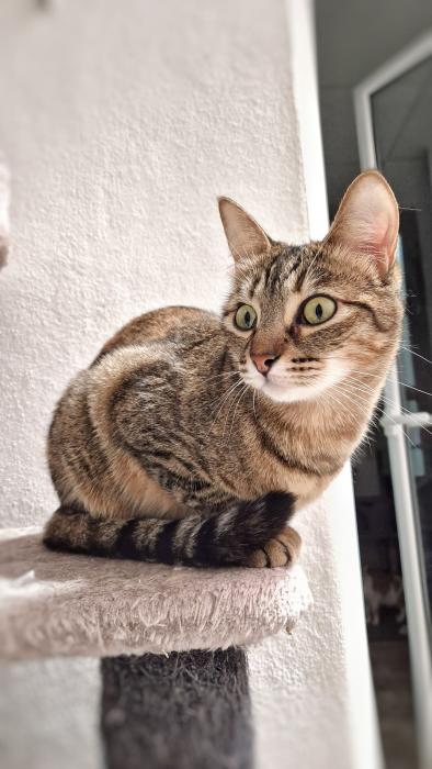CONCHITA